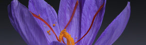 Saffron: why colour, aroma, and patience matter more than price