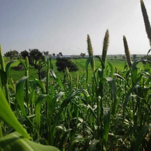 Organic Farms